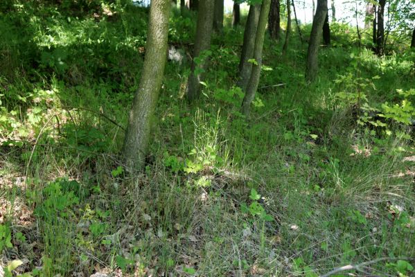Kunratice, 29.5.2020
Podrost v listnatém lesíku - bitop kovaříka Agriotes pallidulus.
Klíčová slova: Kunratice Agriotes pallidulus