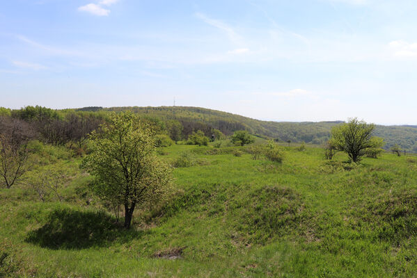 Kurdějov, 5.5.2023
Holý vrch.
Schlüsselwörter: Kurdějov Holý vrch