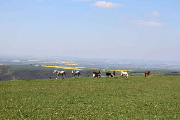 Kurdějov, 5.5.2023
Holý vrch.
Keywords: Kurdějov Holý vrch