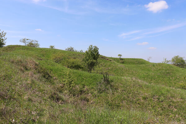 Kurdějov, 5.5.2023
Holý vrch.
Klíčová slova: Kurdějov Přední kout Prosternon chrysocomum