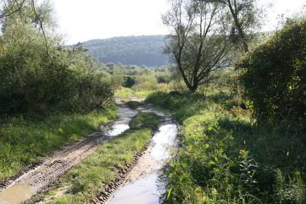 Kurima, 17.9.2014
Meandry Topľy. Cesta ke staré štěrkovně.



Klíčová slova: Kurima řeka Topľa