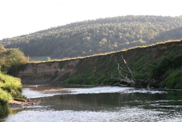 Kurima, 17.9.2014
Meandry Topľy.



Klíčová slova: Kurima řeka Topľa