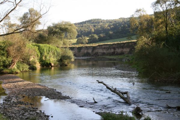 Kurima, 17.9.2014
Meandry Topľy.



Keywords: Kurima řeka Topľa