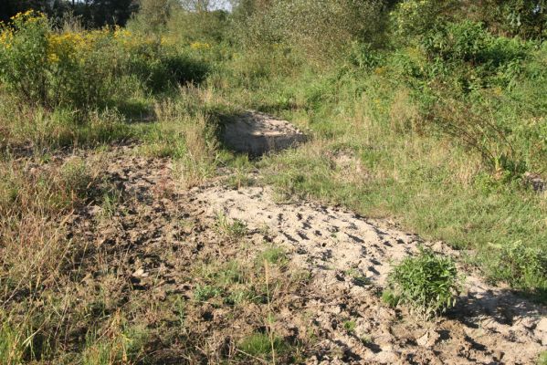 Kurima, 17.9.2014
Meandry Topľy. Rozsáhlé písčité náplavy - perspektivní biotop kovaříků rodu Negastrius a Cidnopus platiai.
Mots-clés: Kurima řeka Topľa