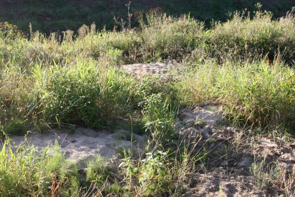 Kurima, 17.9.2014
Meandry Topľy. Rozsáhlé písčité náplavy - perspektivní biotop kovaříků rodu Negastrius a Cidnopus platiai.



Klíčová slova: Kurima řeka Topľa