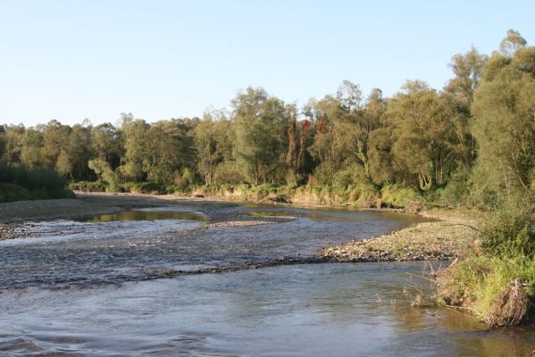 Kurima, 17.9.2014
Meandry Topľy.



Keywords: Kurima řeka Topľa