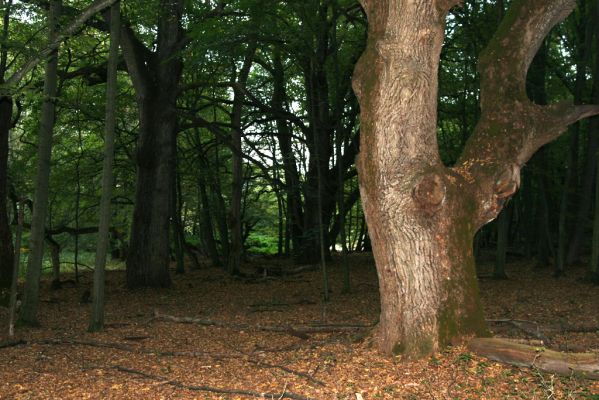 Rimavská Sobota, Kurinec, 29.9.2012
Kurinecká dubina. Bývalý pastevní les.


Klíčová slova: Rimavská Sobota Kurinec Kurinecká dubina