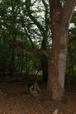 Rimavská Sobota, Kurinec, 29.9.2012
Kurinecká dubina. Bývalý pastevní les.


Klíčová slova: Rimavská Sobota Kurinec Kurinecká dubina Krátký