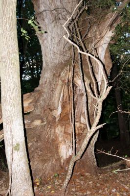 Rimavská Sobota, Kurinec, 29.9.2012
Kurinecká dubina. Bývalý pastevní les.
Klíčová slova: Rimavská Sobota Kurinec Kurinecká dubina Ampedus hjorti