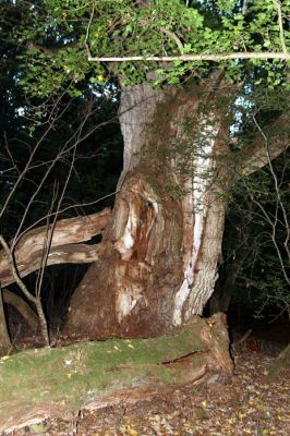 Rimavská Sobota, Kurinec, 29.9.2012
Kurinecká dubina. Bývalý pastevní les.

Schlüsselwörter: Rimavská Sobota Kurinec Kurinecká dubina Ampedus hjorti