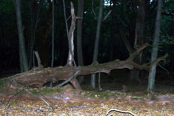 Rimavská Sobota, Kurinec, 29.9.2012
Kurinecká dubina. Bývalý pastevní les.


Klíčová slova: Rimavská Sobota Kurinec Kurinecká dubina