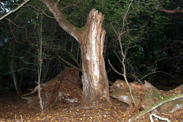 Rimavská Sobota, Kurinec, 29.9.2012
Kurinecká dubina. Bývalý pastevní les.

Klíčová slova: Rimavská Sobota Kurinec Kurinecká dubina