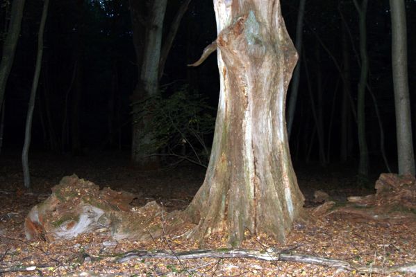 Rimavská Sobota, Kurinec, 29.9.2012
Kurinecká dubina. Bývalý pastevní les.


Klíčová slova: Rimavská Sobota Kurinec Kurinecká dubina