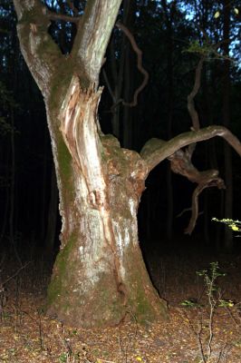 Rimavská Sobota, Kurinec, 29.9.2012
Kurinecká dubina. Bývalý pastevní les.


Klíčová slova: Rimavská Sobota Kurinec Kurinecká dubina