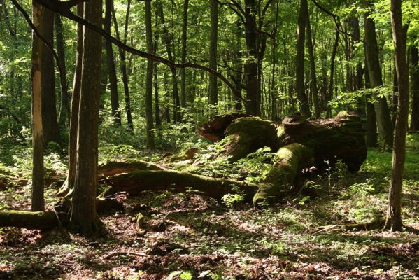 Rimavská Sobota, Kurinec, 7.5.2016
Kurinecká dubina. Bývalý pastevní les.



Klíčová slova: Rimavská Sobota Kurinec Kurinecká dubina