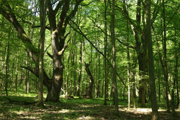 Rimavská Sobota, Kurinec, 7.5.2016
Kurinecká dubina. Bývalý pastevní les.


Klíčová slova: Rimavská Sobota Kurinec Kurinecká dubina