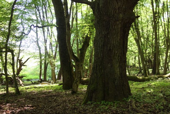 Rimavská Sobota, Kurinec, 7.5.2016
Kurinecká dubina. Bývalý pastevní les.



Klíčová slova: Rimavská Sobota Kurinec Kurinecká dubina