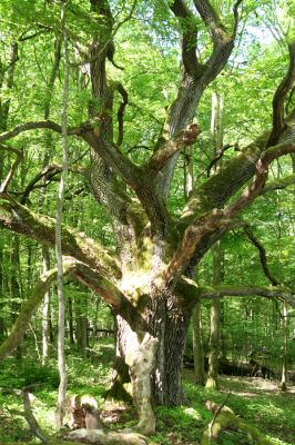 Rimavská Sobota, Kurinec, 7.5.2016
Kurinecká dubina. Bývalý pastevní les.


Klíčová slova: Rimavská Sobota Kurinec Kurinecká dubina