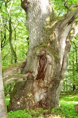 Rimavská Sobota, Kurinec, 7.5.2016
Kurinecká dubina. Bývalý pastevní les.


Klíčová slova: Rimavská Sobota Kurinec Kurinecká dubina Ampedus hjorti