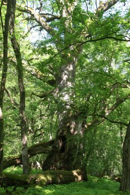 Rimavská Sobota, Kurinec, 7.5.2016
Kurinecká dubina. Bývalý pastevní les.


Klíčová slova: Rimavská Sobota Kurinec Kurinecká dubina Ampedus hjorti