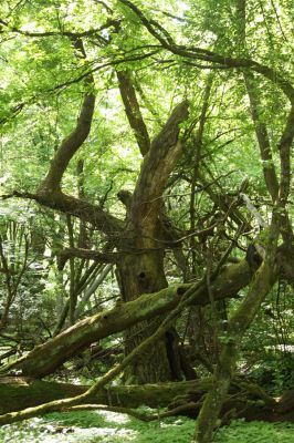 Rimavská Sobota, Kurinec, 7.5.2016
Kurinecká dubina. Bývalý pastevní les.



Klíčová slova: Rimavská Sobota Kurinec Kurinecká dubina
