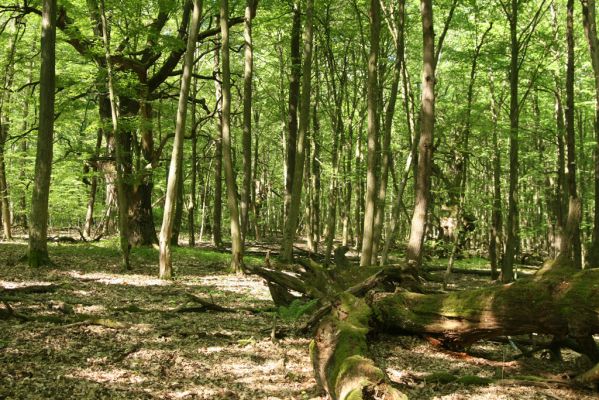 Rimavská Sobota, Kurinec, 7.5.2016
Kurinecká dubina. Bývalý pastevní les.



Klíčová slova: Rimavská Sobota Kurinec Kurinecká dubina