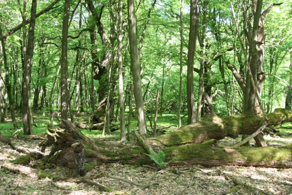 Rimavská Sobota, Kurinec, 7.5.2016
Kurinecká dubina. Bývalý pastevní les.


Klíčová slova: Rimavská Sobota Kurinec Kurinecká dubina