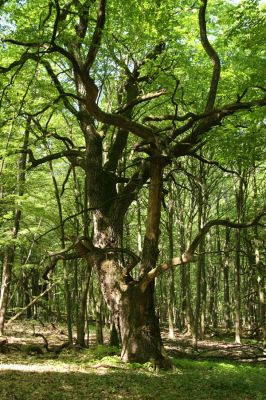 Rimavská Sobota, Kurinec, 7.5.2016
Kurinecká dubina. Bývalý pastevní les.


Klíčová slova: Rimavská Sobota Kurinec Kurinecká dubina