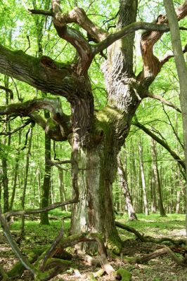 Rimavská Sobota, Kurinec, 7.5.2016
Kurinecká dubina. Bývalý pastevní les.


Klíčová slova: Rimavská Sobota Kurinec Kurinecká dubina Ampedus hjorti Melanotus villosus