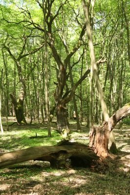 Rimavská Sobota, Kurinec, 7.5.2016
Kurinecká dubina. Bývalý pastevní les.



Klíčová slova: Rimavská Sobota Kurinec Kurinecká dubina Hypoganus inunctus