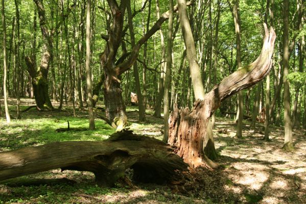 Rimavská Sobota, Kurinec, 7.5.2016
Kurinecká dubina. Bývalý pastevní les.


Klíčová slova: Rimavská Sobota Kurinec Kurinecká dubina Hypoganus inunctus