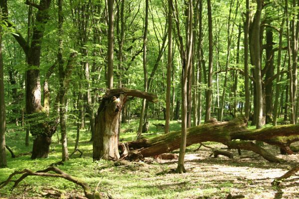 Rimavská Sobota, Kurinec, 7.5.2016
Kurinecká dubina. Bývalý pastevní les.



Klíčová slova: Rimavská Sobota Kurinec Kurinecká dubina