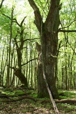 Rimavská Sobota, Kurinec, 7.5.2016
Kurinecká dubina. Bývalý pastevní les.


Schlüsselwörter: Rimavská Sobota Kurinec Kurinecká dubina Ampedus hjorti