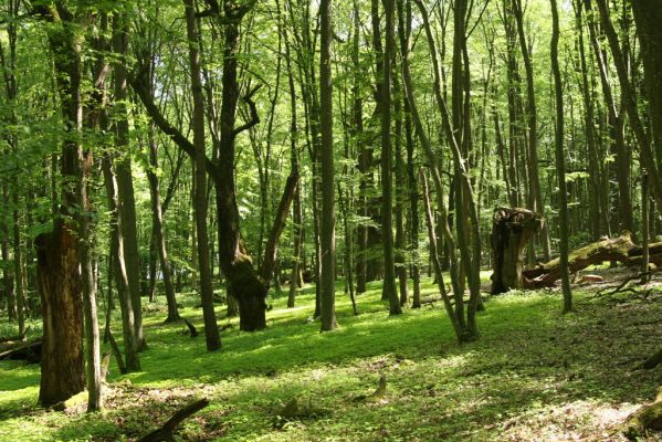 Rimavská Sobota, Kurinec, 7.5.2016
Kurinecká dubina. Bývalý pastevní les.


Mots-clés: Rimavská Sobota Kurinec Kurinecká dubina