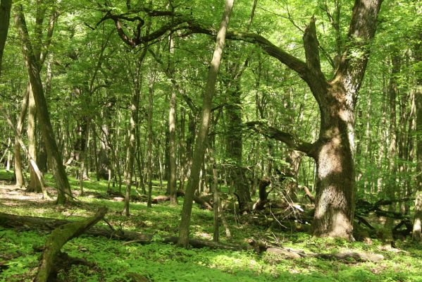 Rimavská Sobota, Kurinec, 7.5.2016
Kurinecká dubina. Bývalý pastevní les.


Klíčová slova: Rimavská Sobota Kurinec Kurinecká dubina