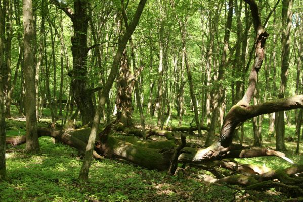 Rimavská Sobota, Kurinec, 7.5.2016
Kurinecká dubina. Bývalý pastevní les.


Keywords: Rimavská Sobota Kurinec Kurinecká dubina