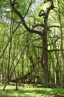 Rimavská Sobota, Kurinec, 7.5.2016
Kurinecká dubina. Bývalý pastevní les.



Klíčová slova: Rimavská Sobota Kurinec Kurinecká dubina