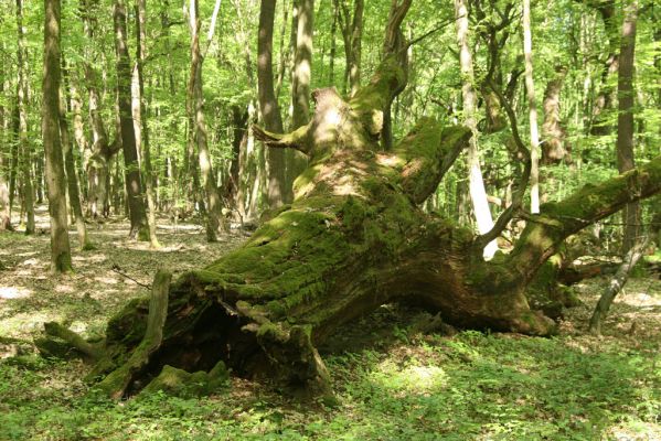 Rimavská Sobota, Kurinec, 7.5.2016
Kurinecká dubina. Zarostlý pastevní les. Háj umírajících dubových obrů. Někteří ještě vzdorují času, čas mnohých již se naplnil. Typický příklad devastačního ochranářského konzervacionalismu.




Mots-clés: Rimavská Sobota Kurinec Kurinecká dubina