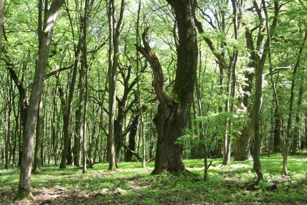 Rimavská Sobota, Kurinec, 7.5.2016
Kurinecká dubina. Bývalý pastevní les.



Mots-clés: Rimavská Sobota Kurinec Kurinecká dubina