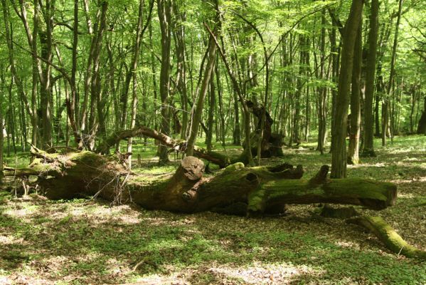 Rimavská Sobota, Kurinec, 7.5.2016
Kurinecká dubina. Bývalý pastevní les.


Keywords: Rimavská Sobota Kurinec Kurinecká dubina