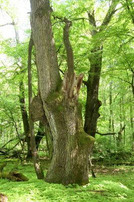 Rimavská Sobota, Kurinec, 7.5.2016
Kurinecká dubina. Bývalý pastevní les.



Keywords: Rimavská Sobota Kurinec Kurinecká dubina