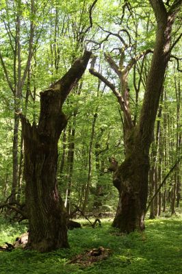 Rimavská Sobota, Kurinec, 7.5.2016
Kurinecká dubina. Bývalý pastevní les.



Klíčová slova: Rimavská Sobota Kurinec Kurinecká dubina