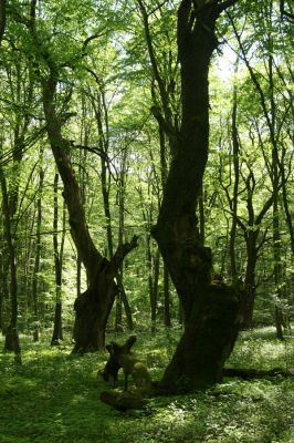 Rimavská Sobota, Kurinec, 7.5.2016
Kurinecká dubina. Bývalý pastevní les.



Klíčová slova: Rimavská Sobota Kurinec Kurinecká dubina