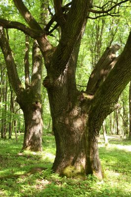 Rimavská Sobota, Kurinec, 7.5.2016
Kurinecká dubina. Bývalý pastevní les.


Keywords: Rimavská Sobota Kurinec Kurinecká dubina