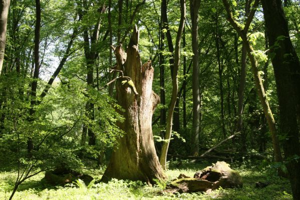 Rimavská Sobota, Kurinec, 7.5.2016
Kurinecká dubina. Bývalý pastevní les.


Klíčová slova: Rimavská Sobota Kurinec Kurinecká dubina Gnorimus variabilis