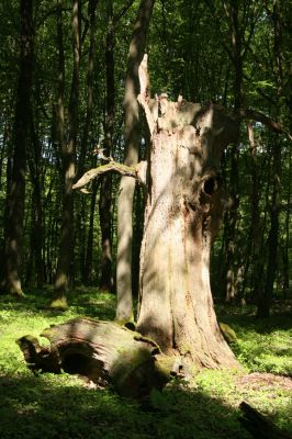 Rimavská Sobota, Kurinec, 7.5.2016
Kurinecká dubina. Bývalý pastevní les.



Schlüsselwörter: Rimavská Sobota Kurinec Kurinecká dubina