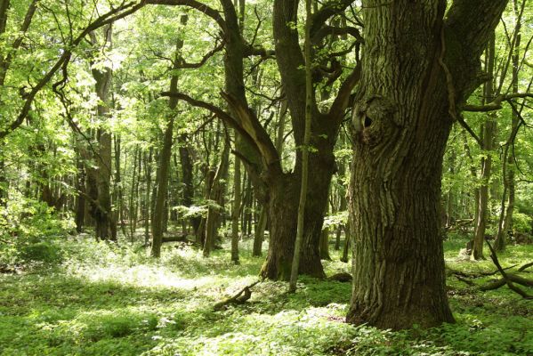 Rimavská Sobota, Kurinec, 7.5.2016
Kurinecká dubina. Bývalý pastevní les.



Klíčová slova: Rimavská Sobota Kurinec Kurinecká dubina