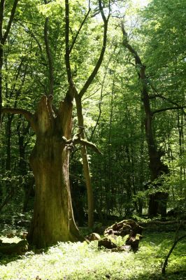 Rimavská Sobota, Kurinec, 7.5.2016
Kurinecká dubina. Bývalý pastevní les.



Schlüsselwörter: Rimavská Sobota Kurinec Kurinecká dubina