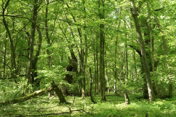 Rimavská Sobota, Kurinec, 7.5.2016
Kurinecká dubina. Bývalý pastevní les.



Schlüsselwörter: Rimavská Sobota Kurinec Kurinecká dubina