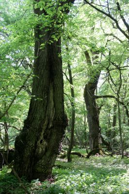 Rimavská Sobota, Kurinec, 7.5.2016
Kurinecká dubina. Bývalý pastevní les.



Schlüsselwörter: Rimavská Sobota Kurinec Kurinecká dubina